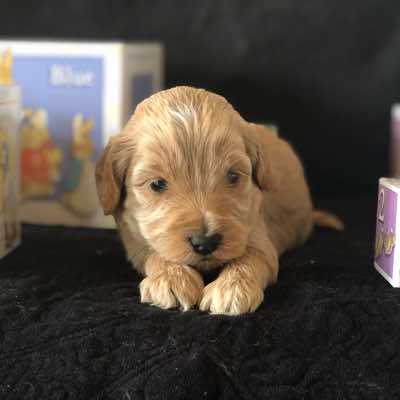 Blue Collar, Gold Boy with Fleece Coat. Miniature Size.