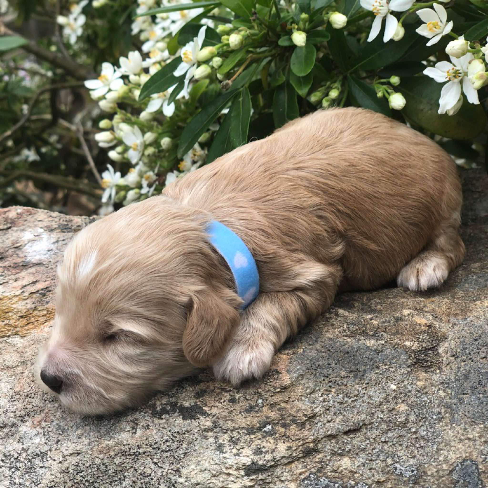Blue Collar, Gold Boy with Fleece Coat. Miniature Size.