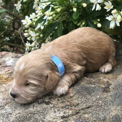 Blue Collar, Gold Boy with Fleece Coat. Miniature Size.
