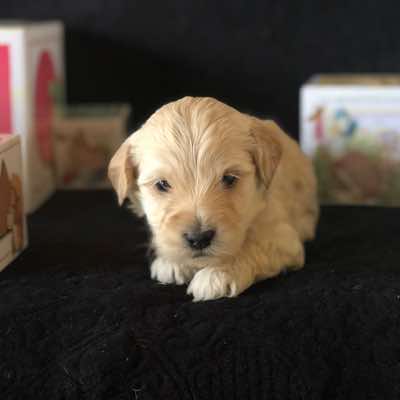 Brown Collar, Cream Boy. Fleece Coat. Miniature Size