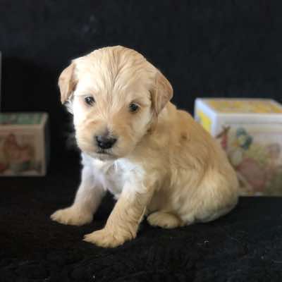 Brown Collar, Cream Boy. Fleece Coat. Miniature Size