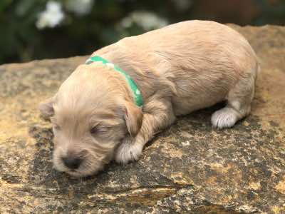 Green Collar, Champagne Girl. Fleece Coat. Miniature Size