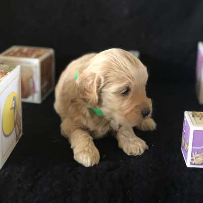 Green Collar, Champagne Girl. Fleece Coat. Miniature Size