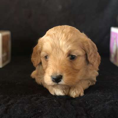 Pink Collar, Gold Girl, Fleece Coat. Miniature Size.
