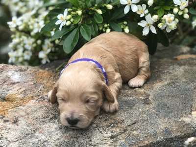 Purple Collar, Gold Girl, Fleece Coat, MIniature Size.