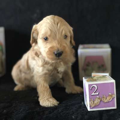 Red Collar, Champagne Boy, with Fleece Coat. Miniature Size