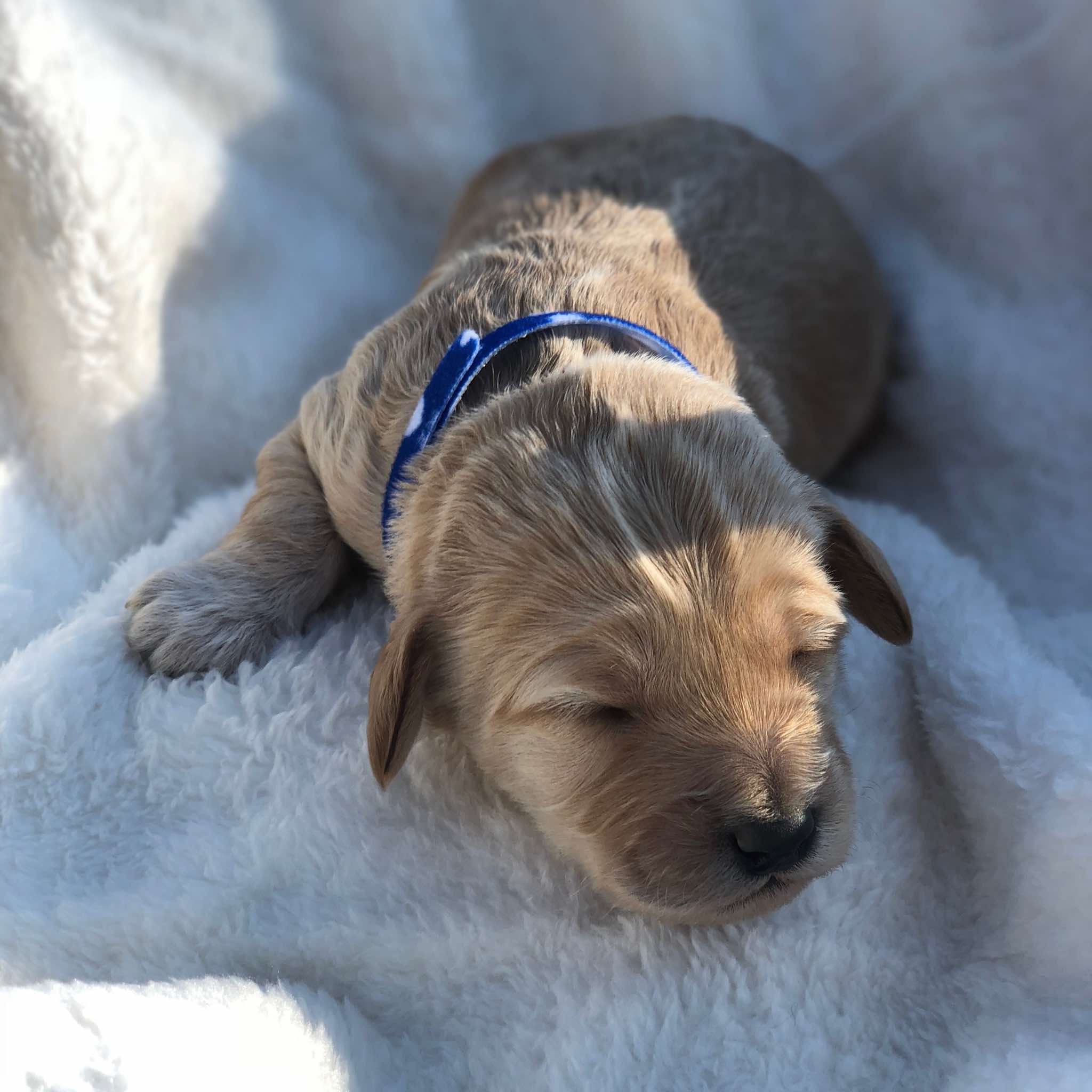 Blue Collar Boy: 1.5 wks