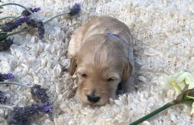 Blue Collar Boy: 2.5 wks
