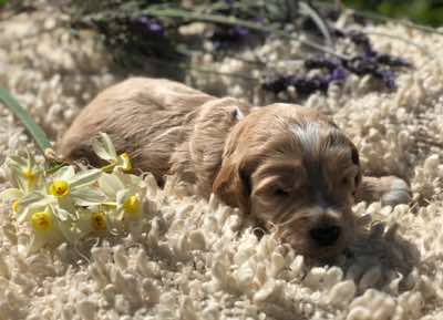 Brown Collar Boy: 2.5 wks