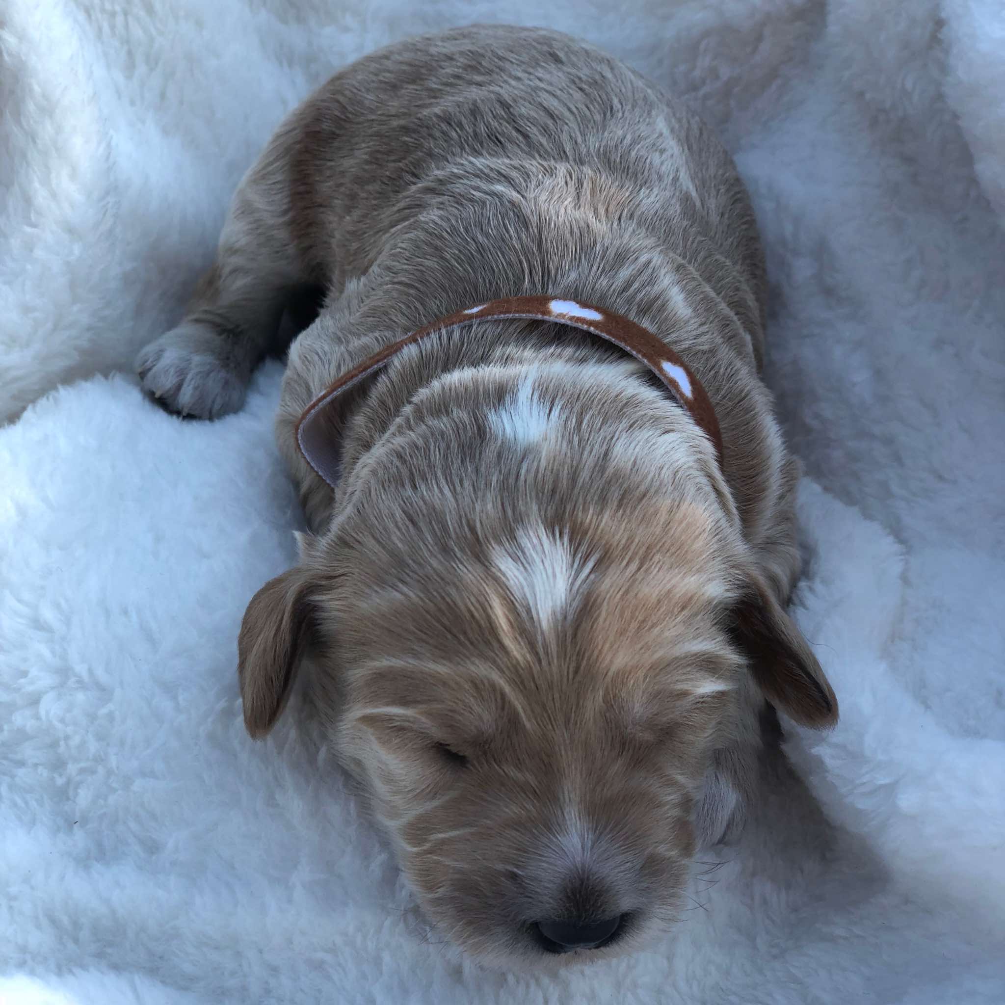 Brown Collar Boy: 1.5 wks