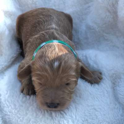 Green Collar Girl_1.5 wks