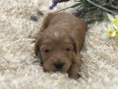 Green Collar Girl_2.5 wks
