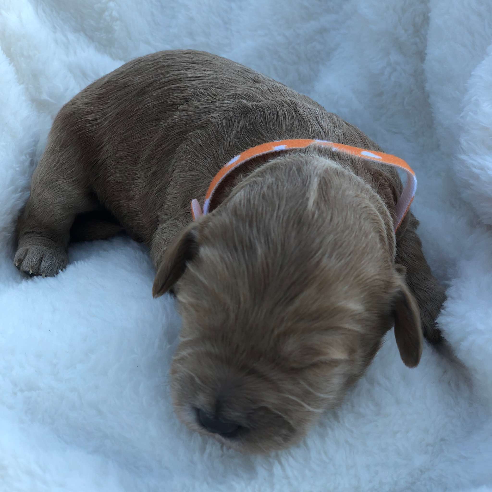Orange Collar Girl: 1.5 wks