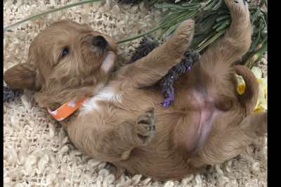 Orange Collar Girl: 2.5 wks
