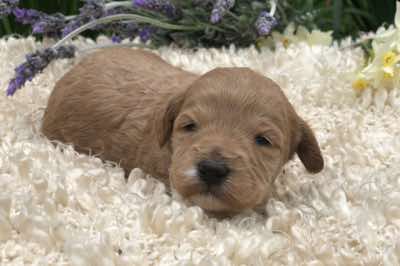 Orange Collar Girl: 2.5 wks