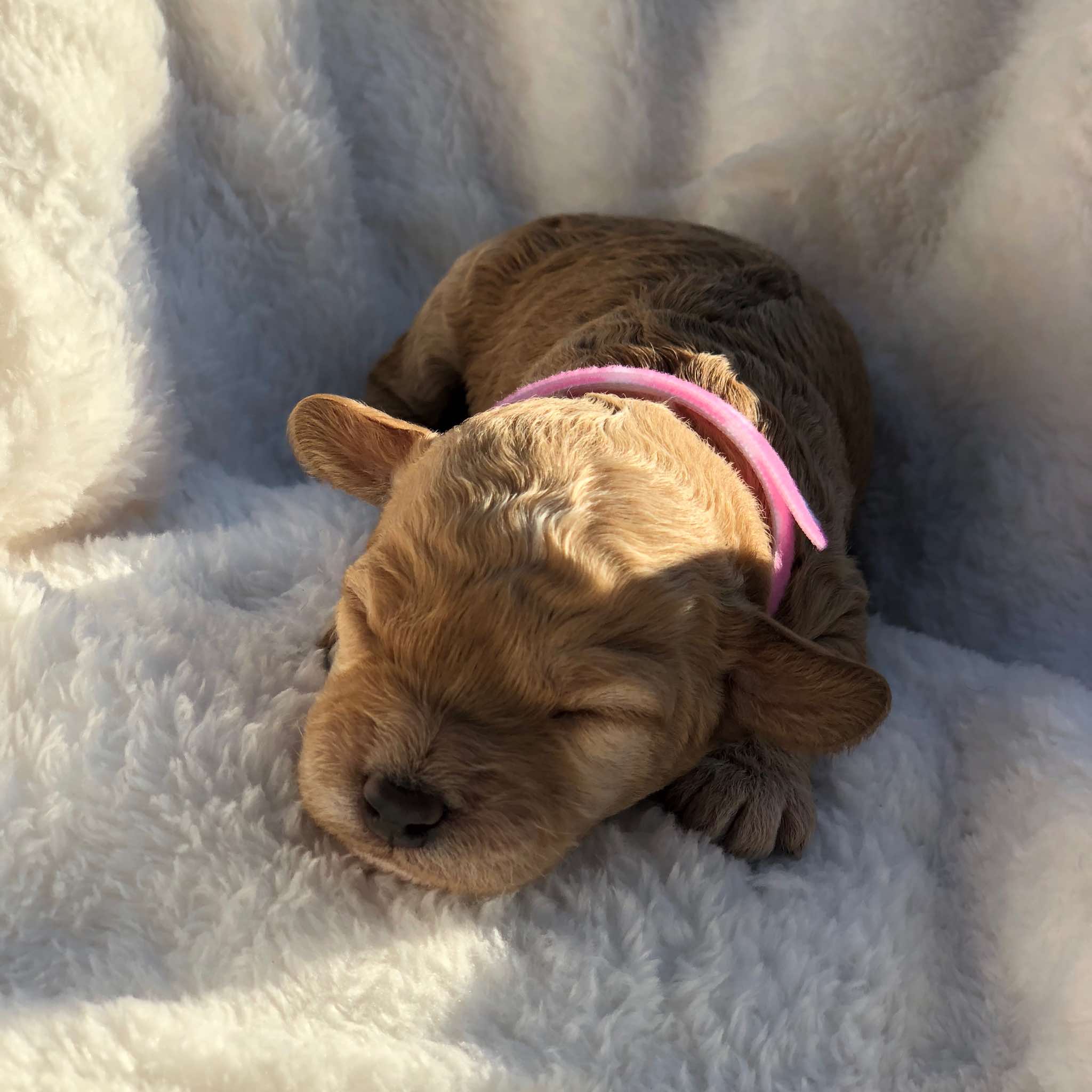 Pink Collar Girl: 1.5 wks