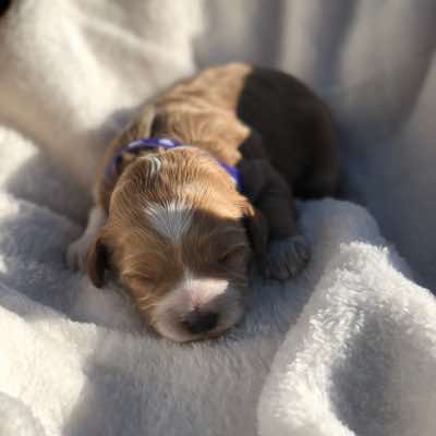 Purple Collar Girl: 1.5 wks