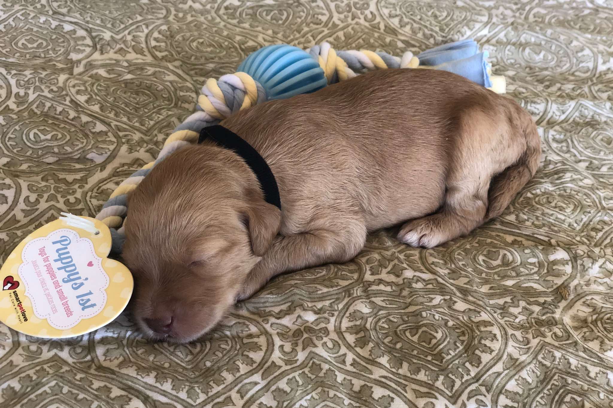 1.5 wks