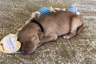 MALE:1.5 wks
