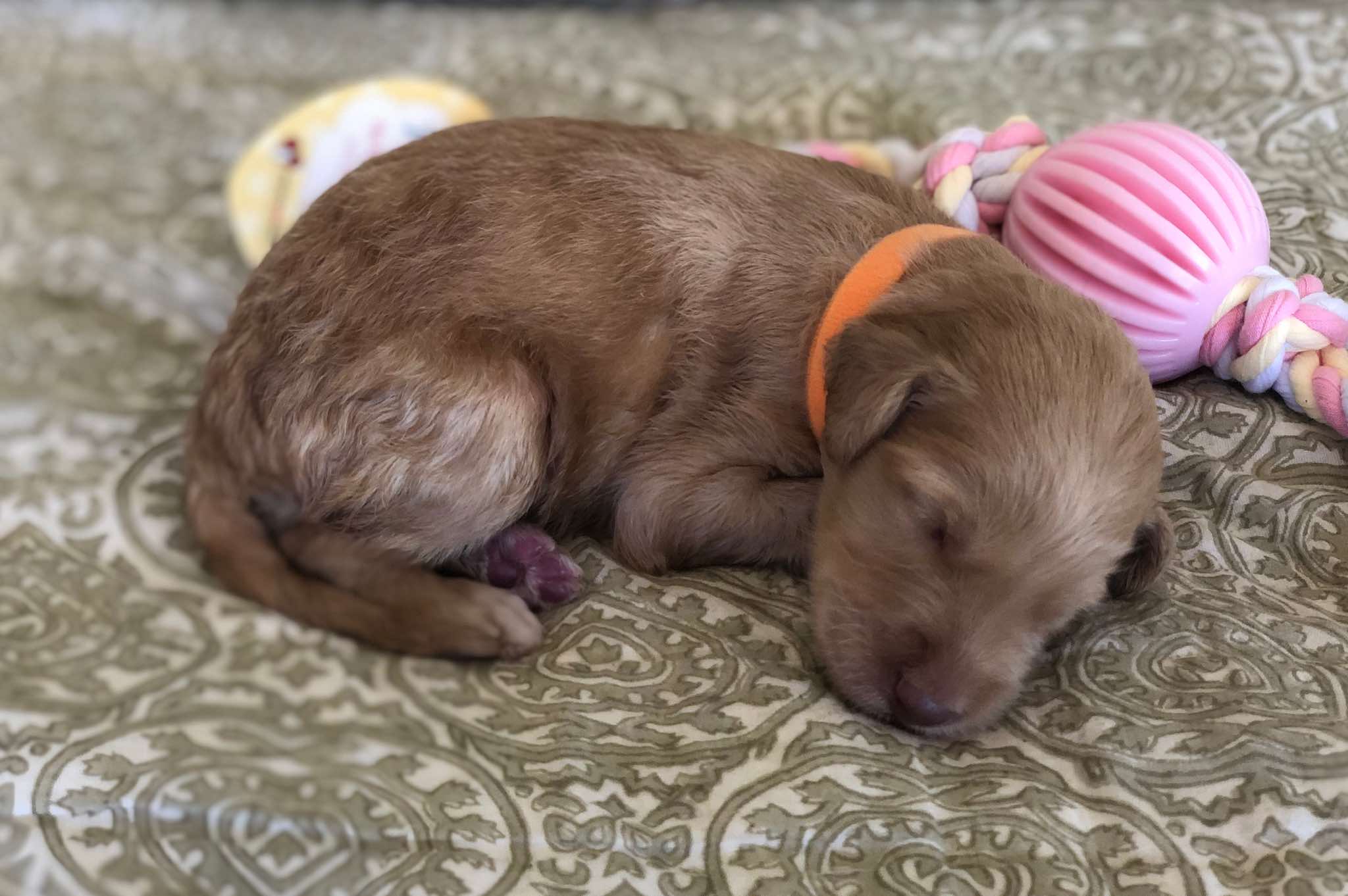 1.5 wks