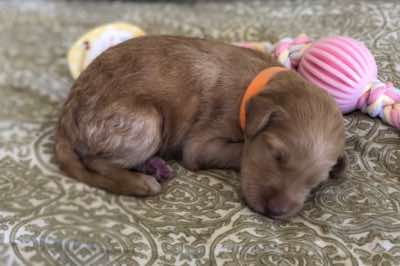 1.5 wks