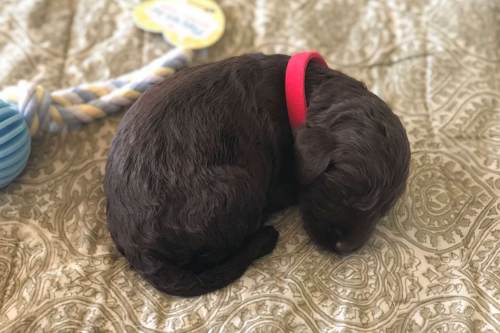 1.5 wks