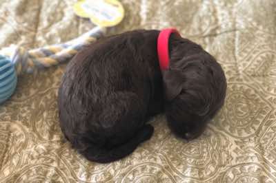 1.5 wks