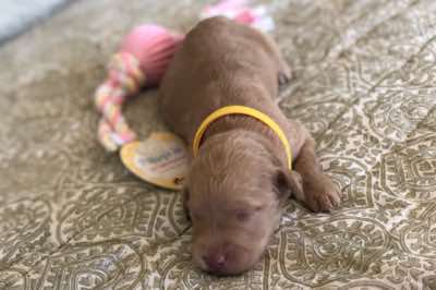 1.5 wks