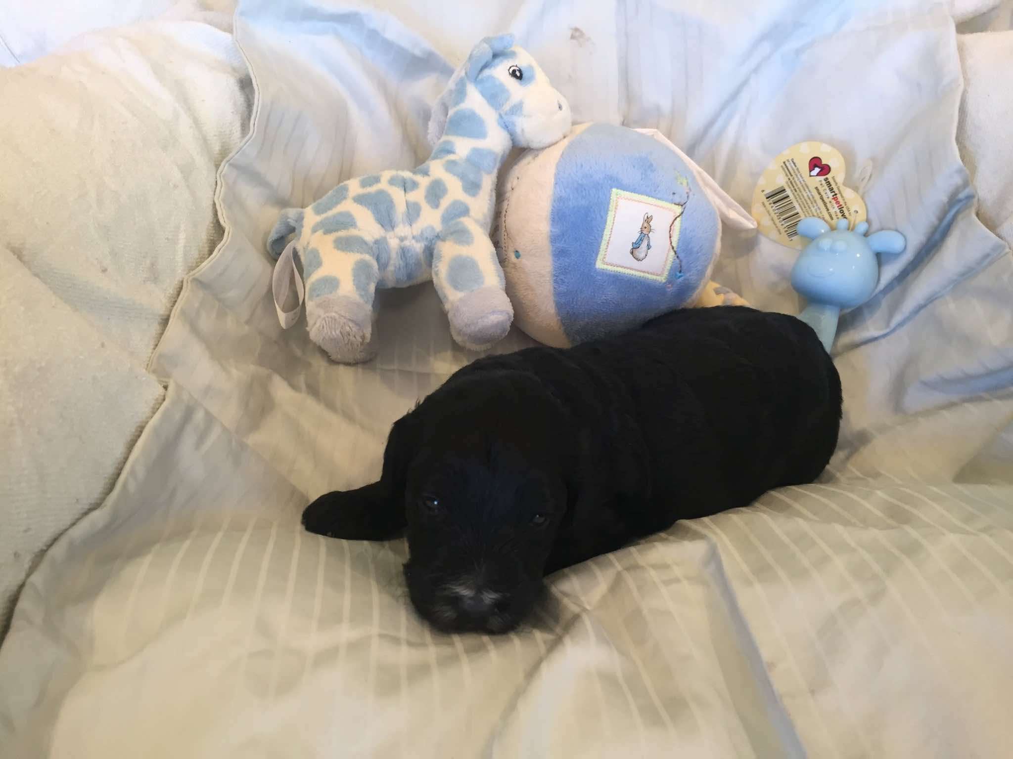Big Blue Collar Boy is a chunky handsome boy. He looks all dressed up to impress with a generous tuxedo marking of white on his chest and large block of white over his chin and neck. 