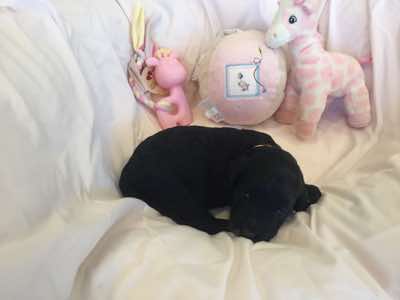 Orange Collar Girl is medium size. Her markings begin at the tip of her chin and travel to under her belly in a thick paint stripe of white.  Delly's name comes from an Aussie NBA player called Matthew Dellevadova.  Her new family must be very sport-loving 