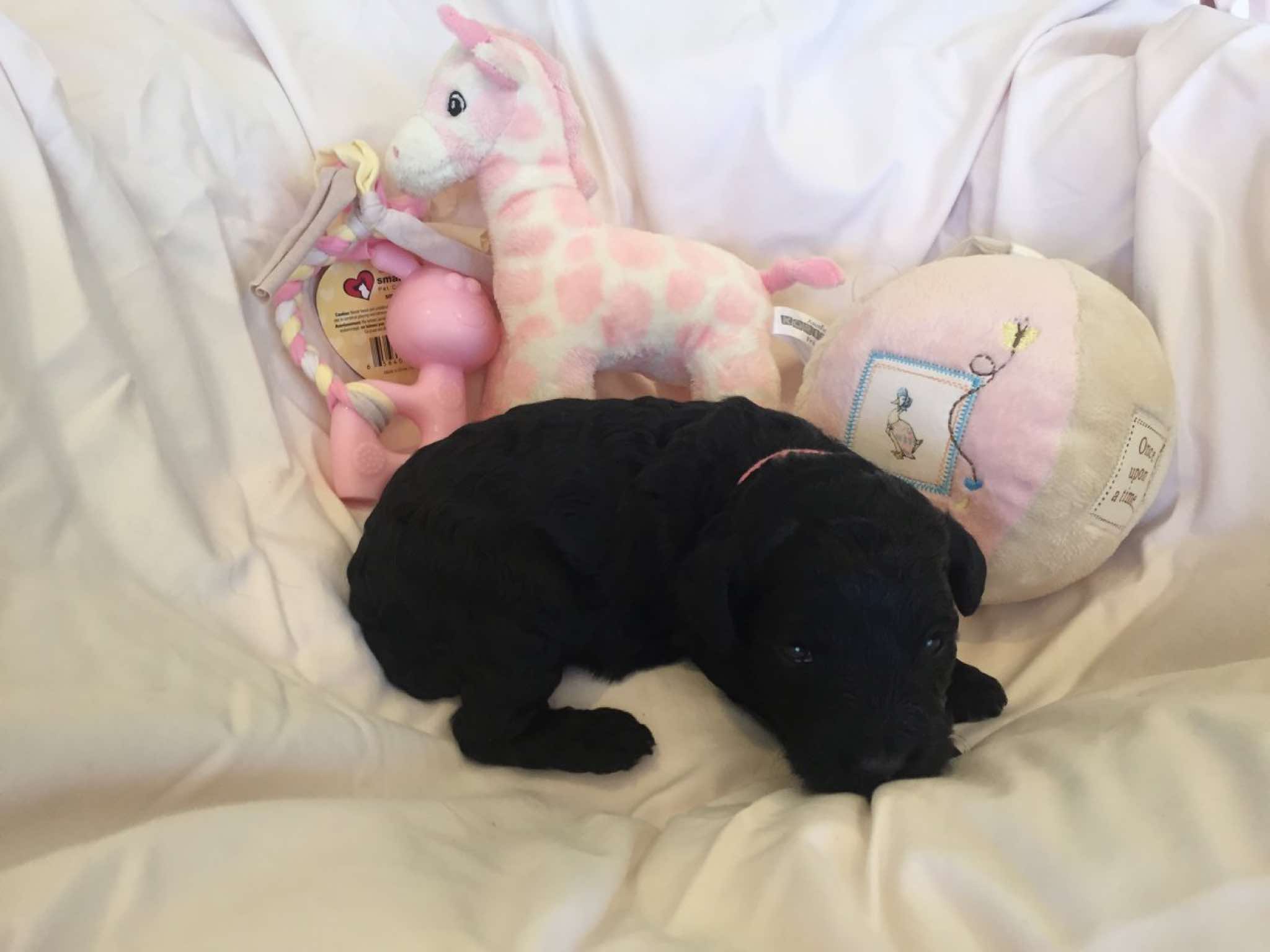 Little Miss Pink Collar is another smaller girl. She has a tiny snib of white on her chin and and a tiny flash of white on her chest but is almost straight black.