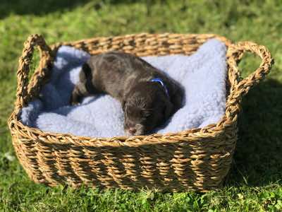 Blue Collar, Choc/Cafe Colour, White Abstract Markings, Fleece Coat, Miniature Size.
