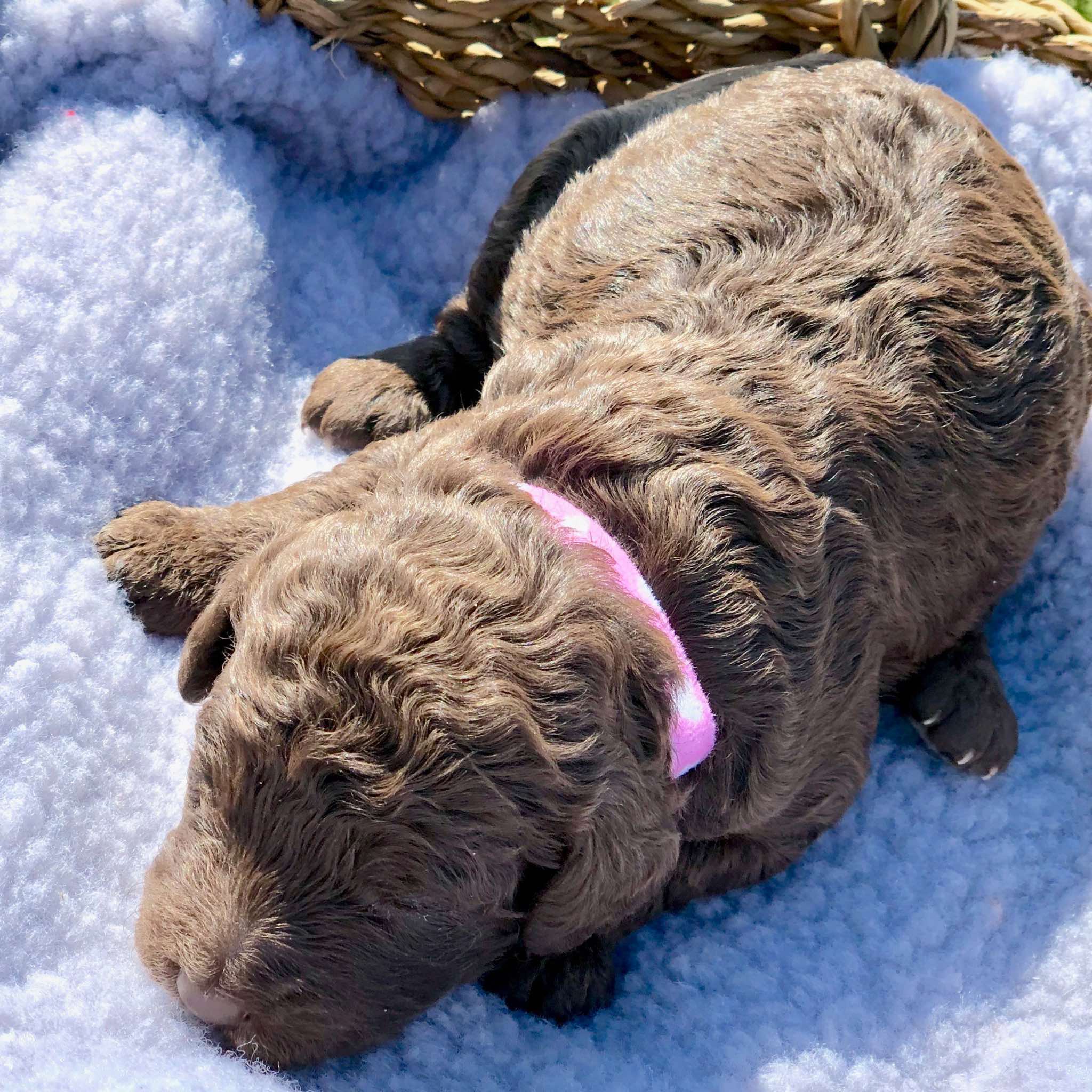 Pink Collar Girl; Choc/Cafe Colour; Wool Coat; Miniature Size.