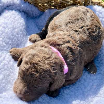 Pink Collar Girl; Choc/Cafe Colour; Wool Coat; Miniature Size.