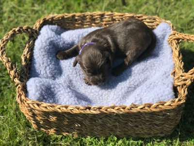 Purple Collar, Choc/Cafe Girl, Fleece Coat, Miniature Size.