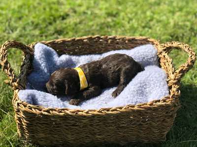 Yellow Collar Girl, Choc/Cafe Colour, Curly Fleece Coat, Miniature Size