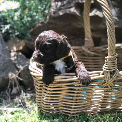Yellow Collar Girl, Choc/Cafe Colour, Curly Fleece Coat, Miniature Size