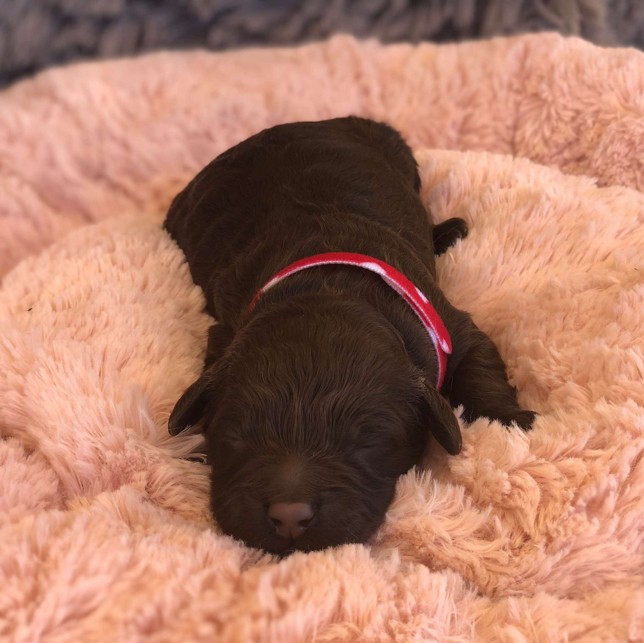 1 wk