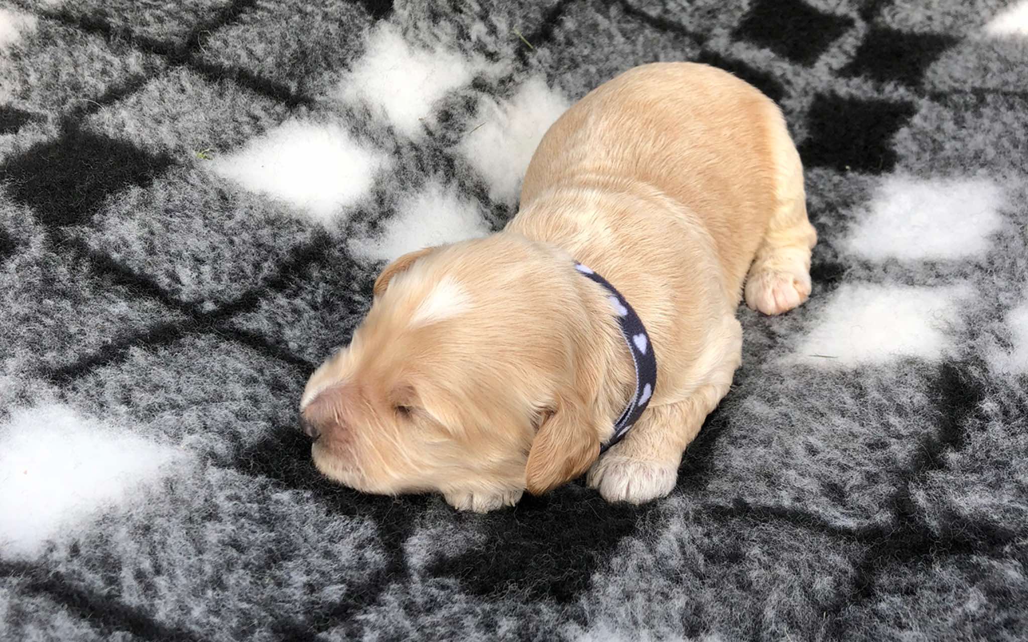 1 wk
