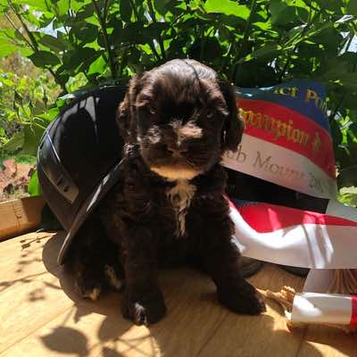 6 wks