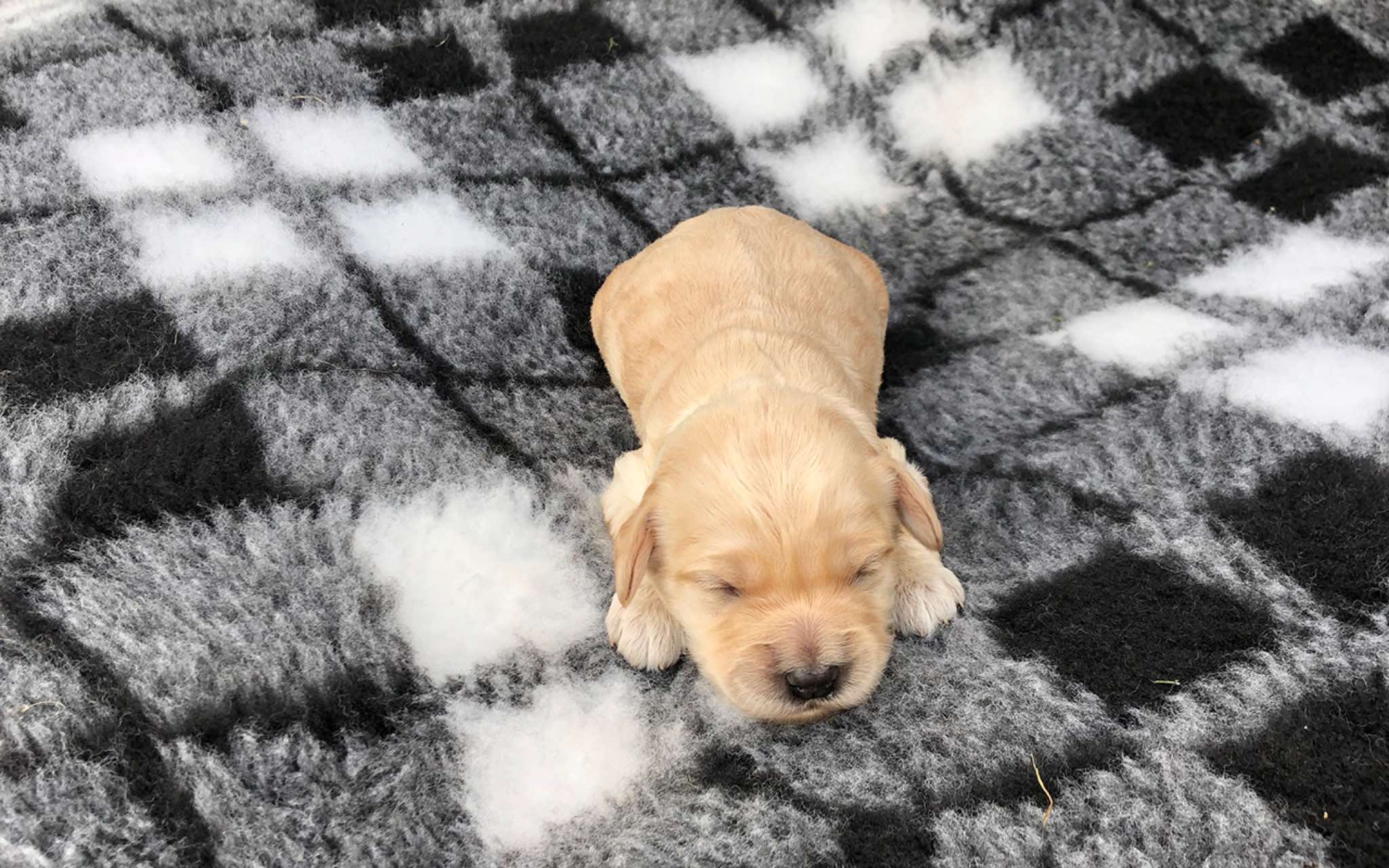 1 wk