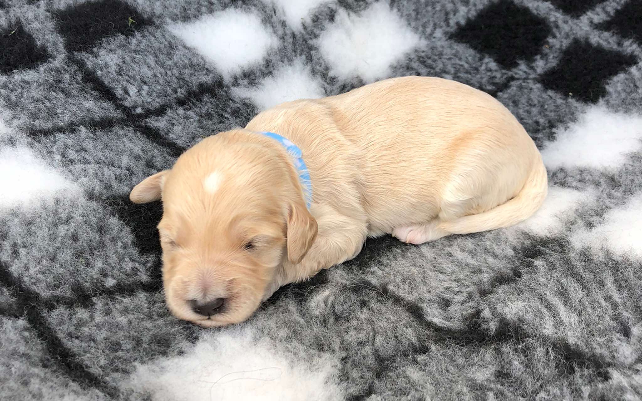 1 wk