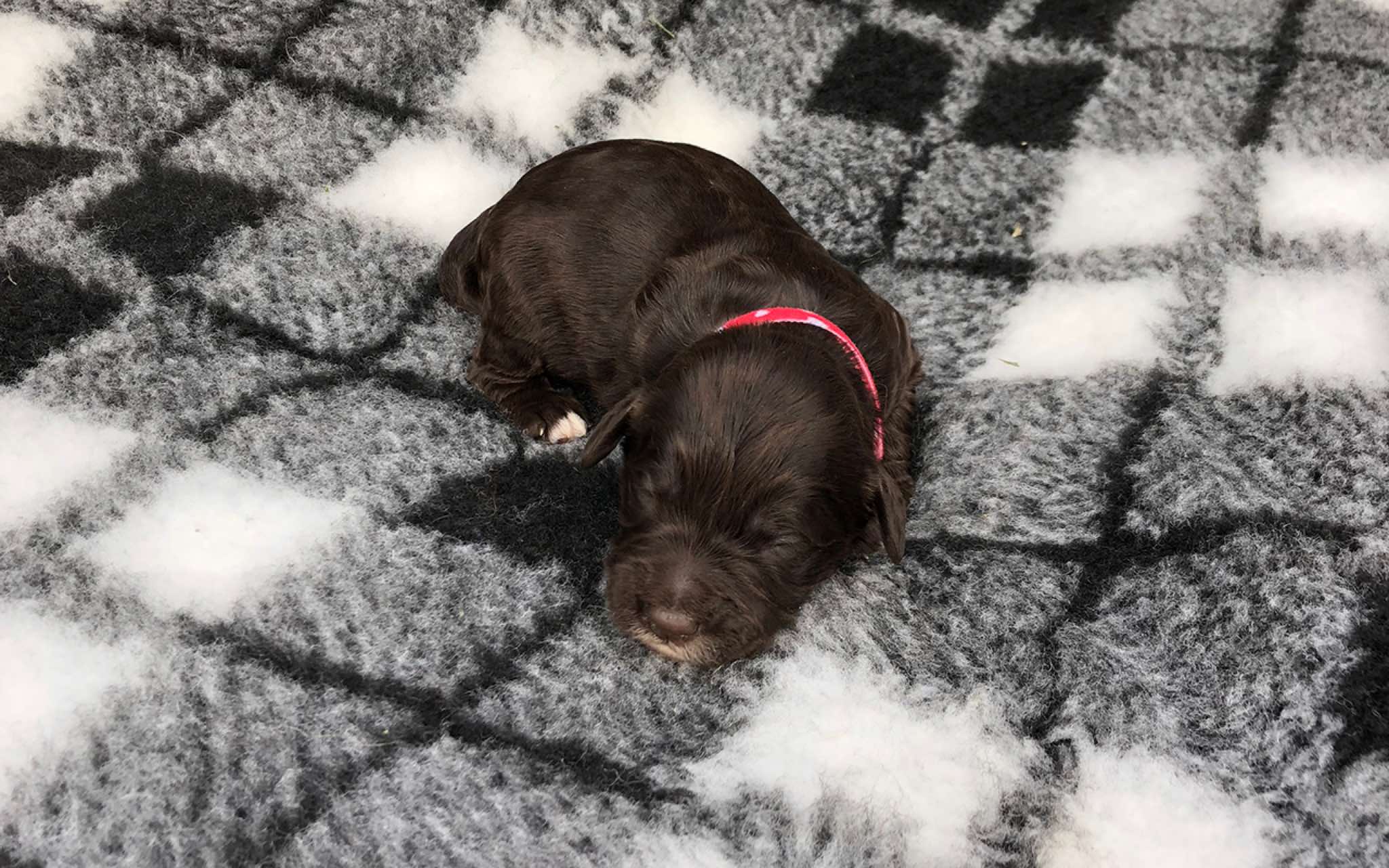 1 wk