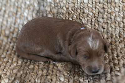 Age: 2 wks, Description:  Has faint lighter marking on his forehead.  Biggest Boy. Weighs 700 grams at 2 wks.