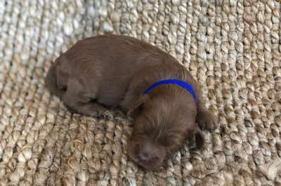 Age: 2 wks