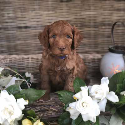 Age: 6 wks