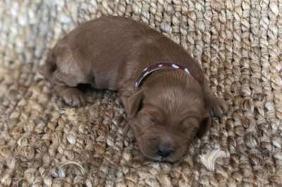 Age: 2 wks