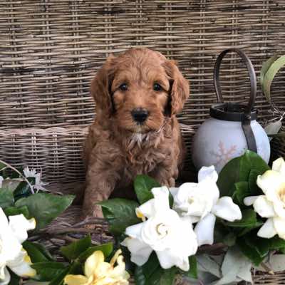 Age: 6 wks