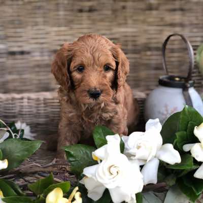 Age: 6 wks