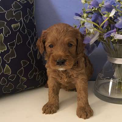 Age: 4 wks